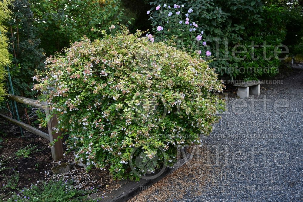 Abelia Francis Mason (Sweet Abelia) 2